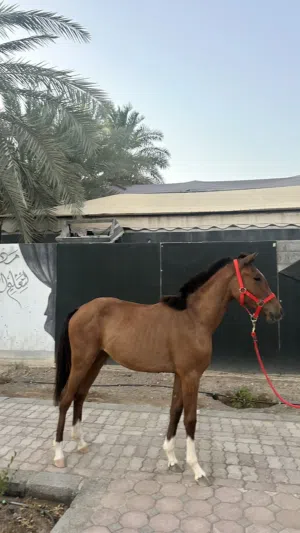 مهره عربية اصيلة للبيع