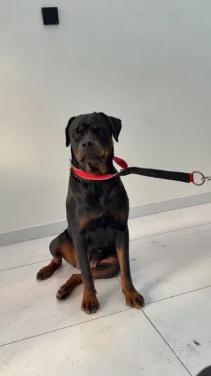Rottweiler pregnant and trained for protecting روت حراسة و حامل العمر سنة و شهرين