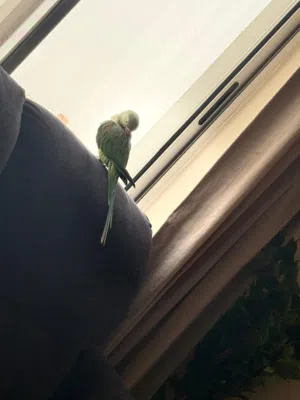 Nepali male parrot for sale 4 months old
