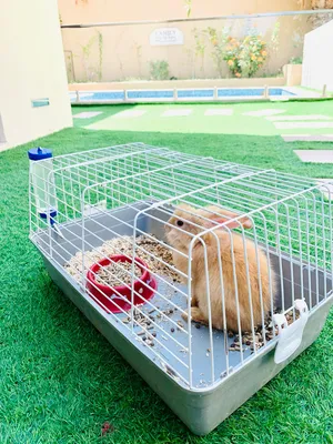 Rabbits looking for a new home, with Cage Big & Small with food