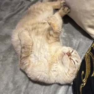 قط سكوتش فولد