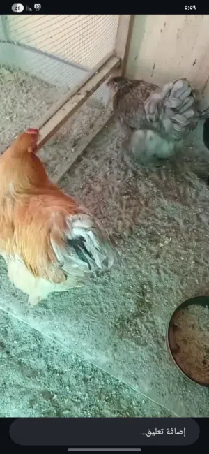 للبيع دجاج براهما