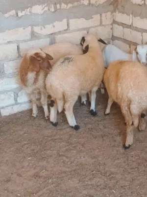 3 فطايم عز ماتكسب الله يبارك  فطايم عود وقفا ماشاء الله