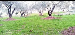 Farm Land for Sale in Latakia Other