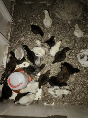افراخ دجاج للبيع