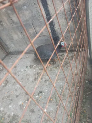 جاجه فرعوني