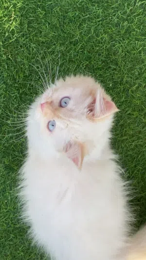 قطوه للتبني بس يوجد مبلغ رمزي