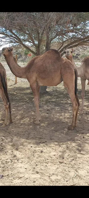 مطلوب حيران صعوب سمان