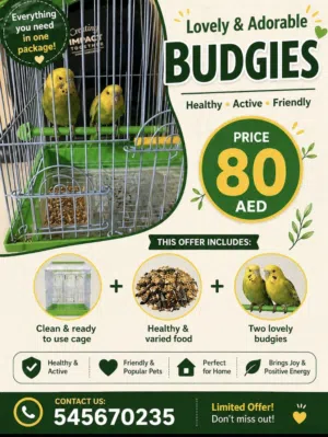 عصافير بادجي Budgie Birds