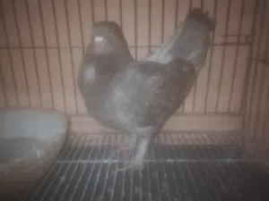 نتايه شغاله جرمه