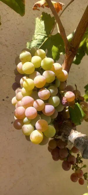 شتلات عنب اسباني