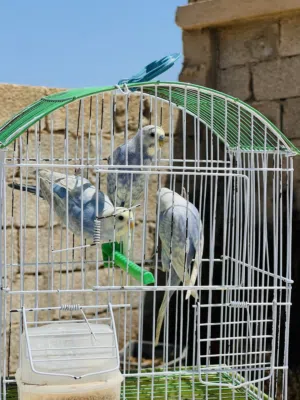 ثلات ذكور عالرينبو