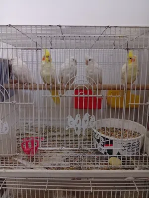 كوكتيل شكري زاد كوكتيل طيرتين وفحل ليبوني عيون حمر شكريات بزارات وليبوني مخاليف العام للبيع