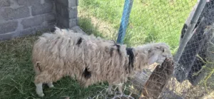 كبش اموره طيبه