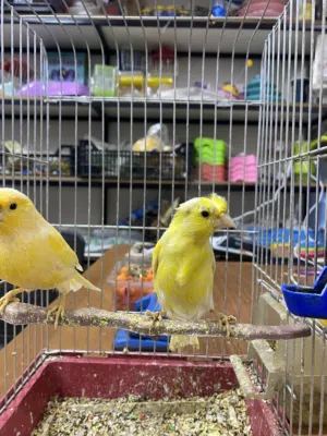 انثى كنار بكريا صفرا حبه طويله قلم بندوقه