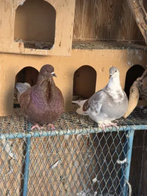 زوج فريش منديل