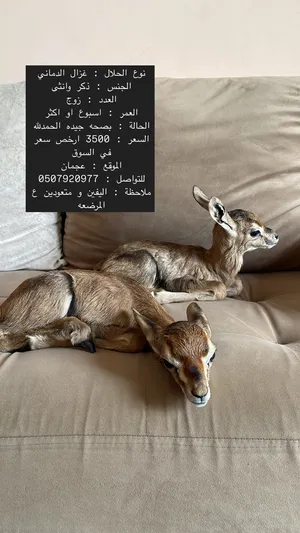 Deer1