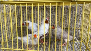 زوجين فناجز سوبر خشن امايات