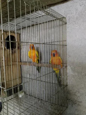 متوفر بفضل الله  جوز صن كنيور