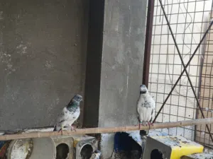 6 طيور تور لزوج