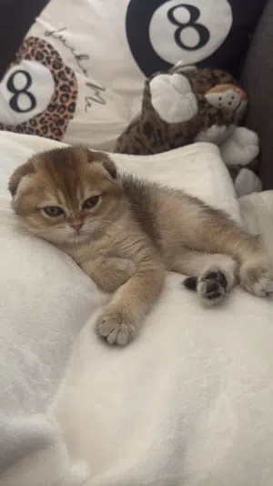 Scottish kitten 2.5 months