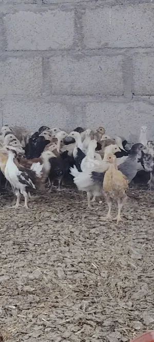 دجاج هجين عماني فرنسي