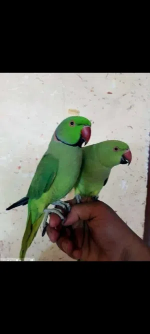 زوج بغبغاء دره مناسبات وقابل لمراوس أقره الوصف
