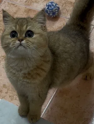 سكوتش ستريت