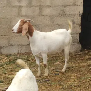 شاه بورقوت بكر للبيع