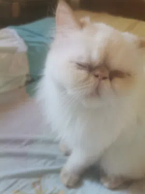 قطه بوينت اورانج