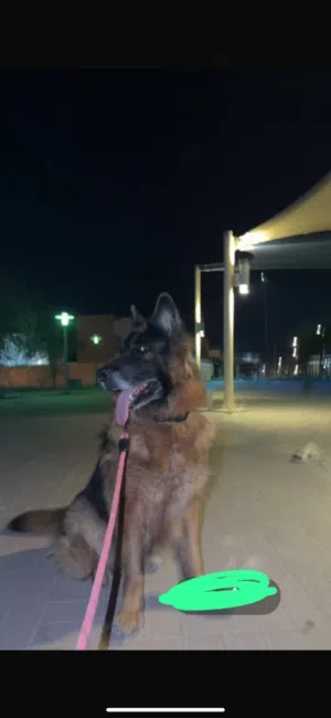 كلب جيرمن لونق هير لعوب و مدرب و يسمع الكلام