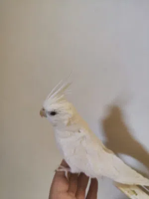 طيرة البينو اليفة للبيع او بدل