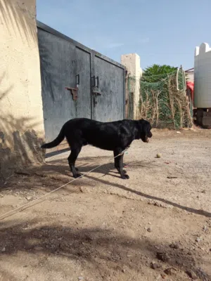 الكلاب البردور
