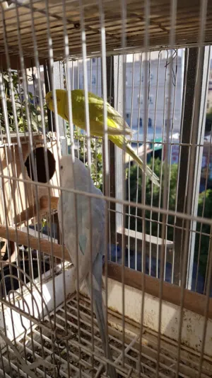 طيور الحب البدجي  ذكر وانثي ونبيع بالحبه