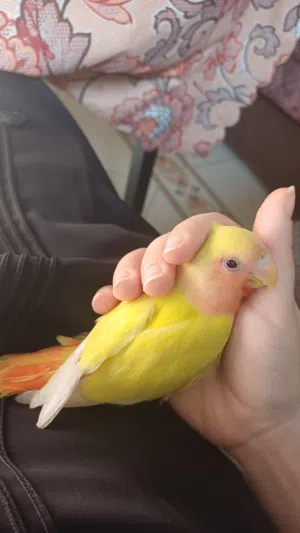 روز اليف (طير الحب) عمره 5 أشهر