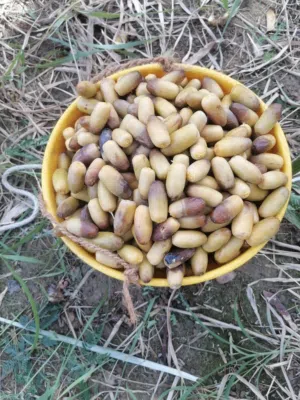 يوجد رطب بشكل يومي بطلب