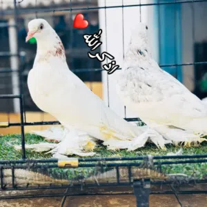 كوبيا هزاز مبروص للبيع