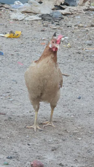 دجاج دندراوي