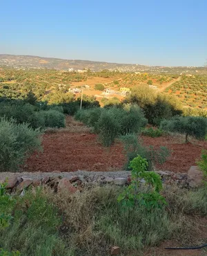 Mixed Use Land for Sale in Salt Al Subeihi