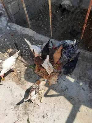 دجاج للبيع عمر 4 اشهر
