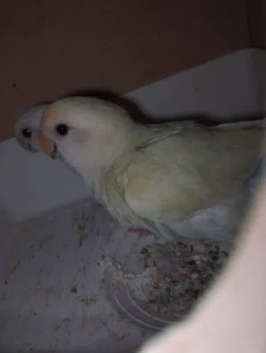 كوبية بركاديلو للبيع