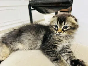 قطط عمر شهر ونص