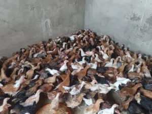 دجاج عمر شهرين  ب 10 ريال 11 حبه بدون ذباح