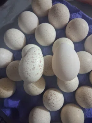 بيض حبش مخصب للفقاسات ميه بالميه بالصلاه على النبي