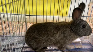 Rabbits0