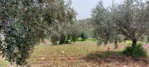 Farm Land for Sale in Jerash Unaybah