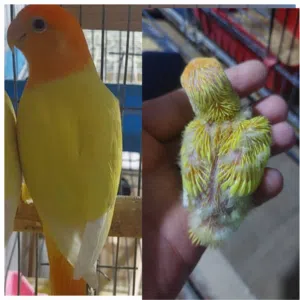 فراخ كوكتيل وفراخ روز طفرات مميزة للزق اليدوي أقر التفاصيل/جرين شيك اليف جوز فحل طيرة فرخ هدد