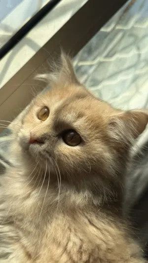 قطط للتبني بدوون رسوم