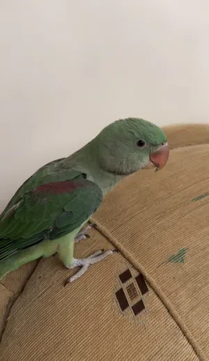 النيبالي سوبر جامبو ( تواصل معي واتس)