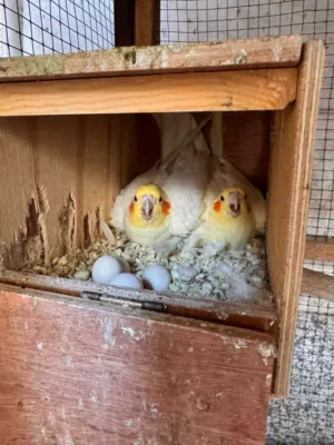 Birds for sale
